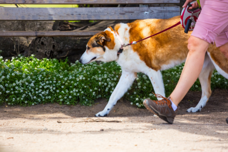 How Often Should You Walk Your Dog EBook With Best Harness for Large Dogs Rabbitgoo Dog