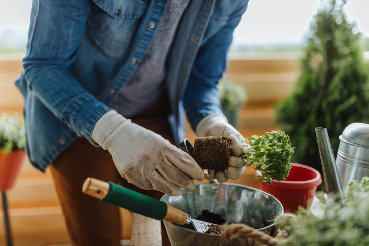 TikTok Influencer @alixx_in_the_hous Shares Do’s and Don’ts for Repotting