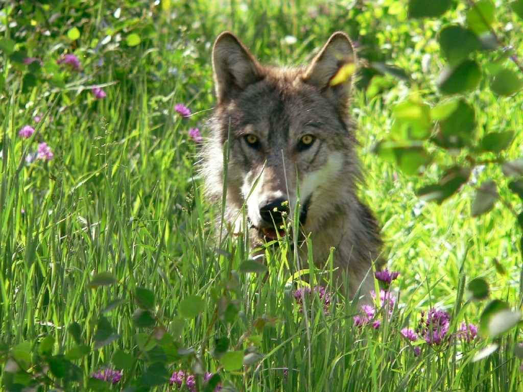 Wolves emboldened by parasite more likely to lead pack: study