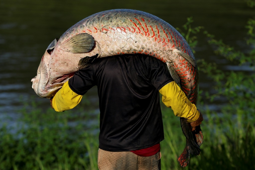 Piraruc Pirarucu: Amazon's giant air-breathing fish in poachers' sights